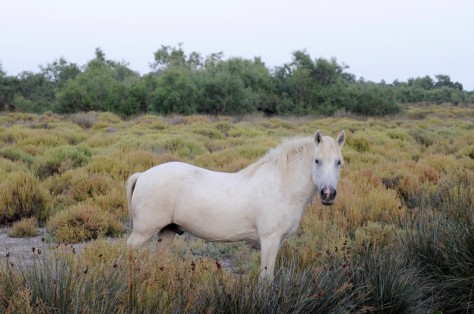 Ein Pferd der Rasse Camargue