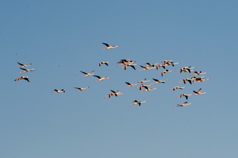 Les oiseaux partent pendant l'hiver en Camargue
