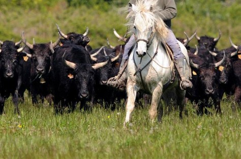 Un troupeau des taureau avec un cheval Camargue